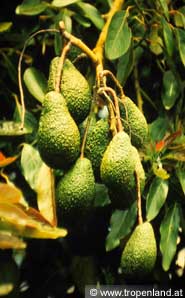 Avocado - Persea americana