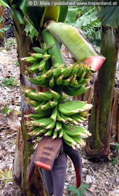 Banane - Musa acuminata