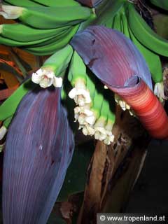 Banane - Musa acuminata