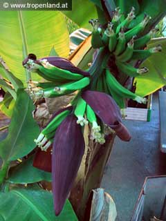 Banane - Musa acuminata