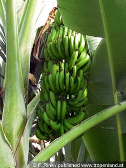 Banane - Musa acuminata