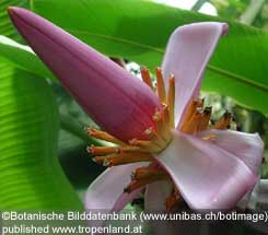 Banane - Musa acuminata