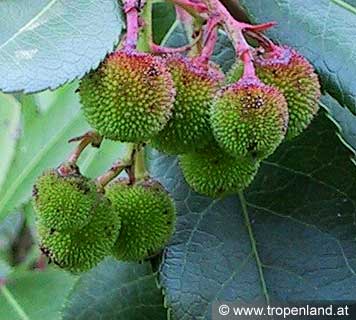 Erdbeerbaum - Arbutus unedo