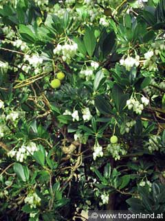 Erdbeerbaum - Arbutus unedo