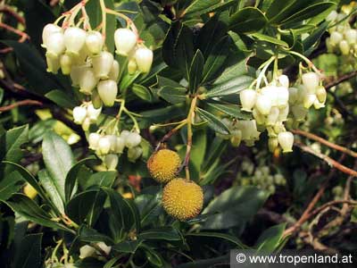 Erdbeerbaum - Arbutus unedo