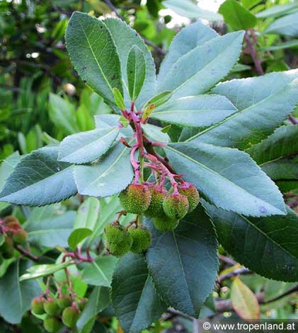 Erdbeerbaum - Arbutus unedo