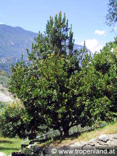 Erdbeerbaum - Arbutus unedo