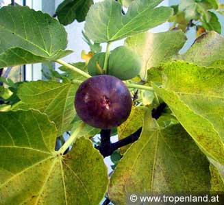 Feige - Ficus carica