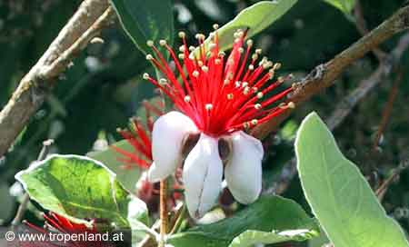 Feijoa - Acca sellowiana