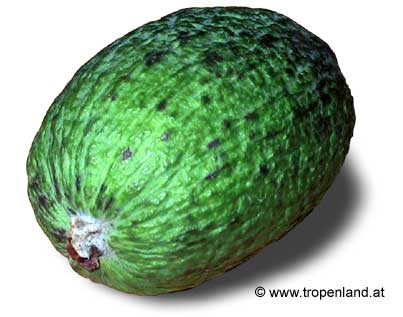 Feijoa - Acca sellowiana