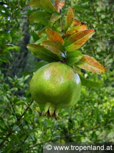 Granatapfel - Punica granatum