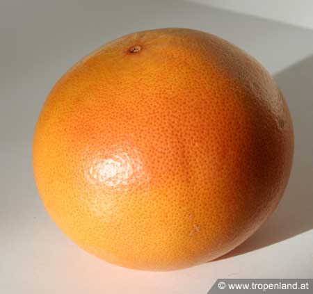 Grapefruit - Citrus paradisi