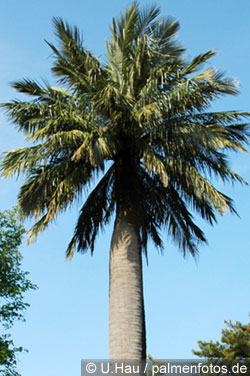 Honigpalme - Jubaea chilensis