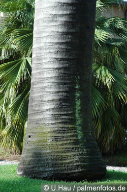 Honigpalme - Jubaea chilensis