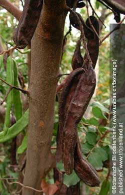 Johannisbrotbaum - Ceratonia siliqua