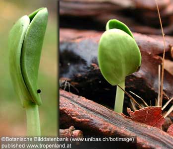 Johannisbrotbaum - Ceratonia siliqua