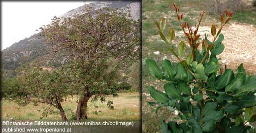 Johannisbrotbaum - Ceratonia siliqua