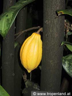 Kakao - Theobroma cacao