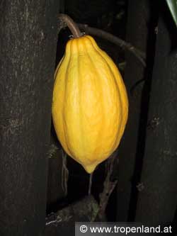 Kakao - Theobroma cacao