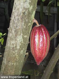 Kakao - Theobroma cacao