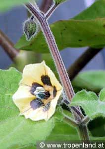 Kapstachelbeere - Physalis peruviana