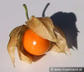 Kapstachelbeere - Physalis peruviana