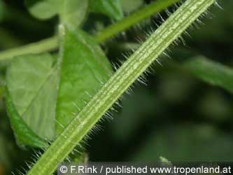 Kiwano - Cucumis metuliferus