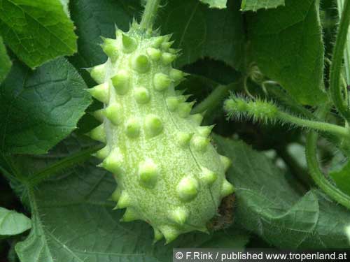 Kiwano - Cucumis metuliferus