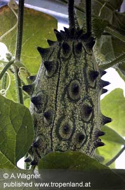 Kiwano - Cucumis metuliferus