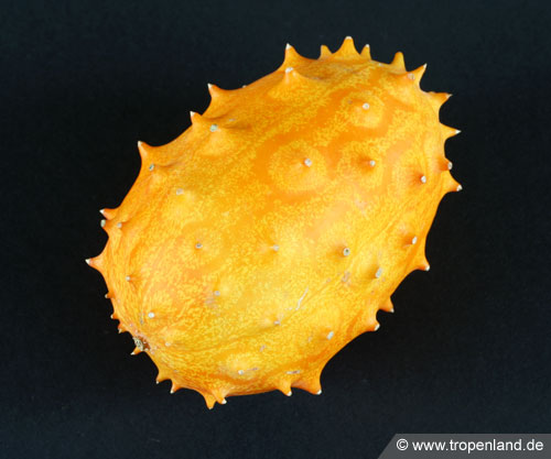 Kiwano - Cucumis metuliferus