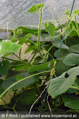 Kiwano - Cucumis metuliferus