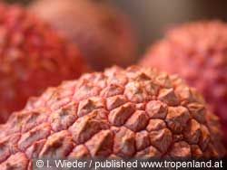 Litchi - Litchi chinensis