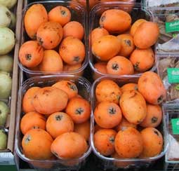 Loquat - Eriobotrya japonica