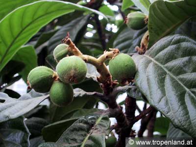 Loquat - Eriobotrya japonica