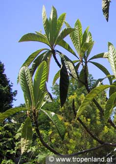 Loquat - Eriobotrya japonica