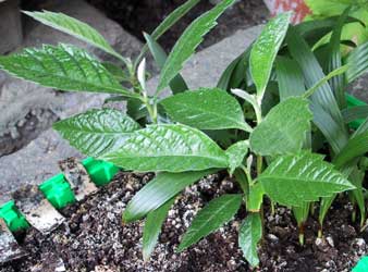 Loquat - Eriobotrya japonica