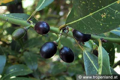 Lorbeer - Laurus nobilis