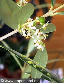 Olive - Olea europaea