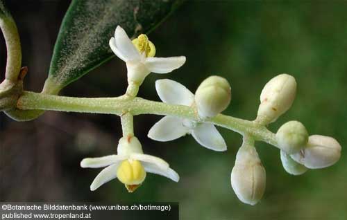 Olive - Olea europaea