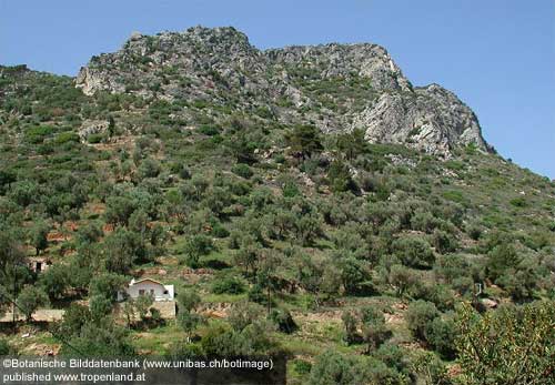 Olive - Olea europaea