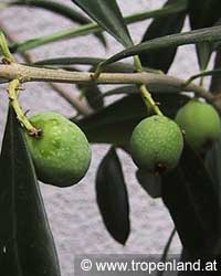 Olive - Olea europaea