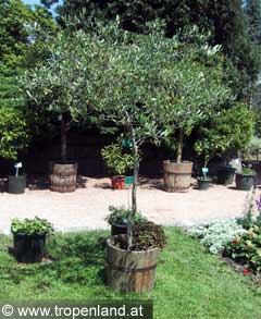 Olive - Olea europaea