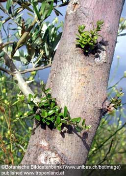 Olive - Olea europaea