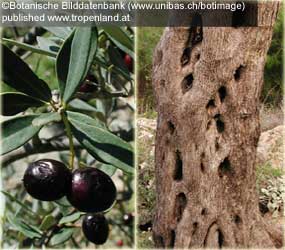 Olive - Olea europaea