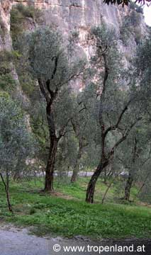 Olive - Olea europaea