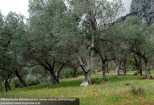 Olive - Olea europaea