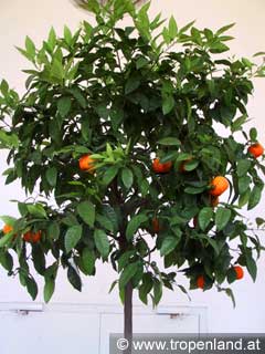 Orange - Citrus sinensis