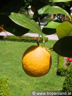 Orange - Citrus sinensis