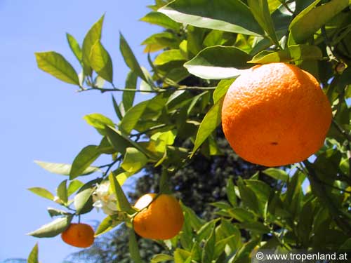 Orange - Citrus sinensis