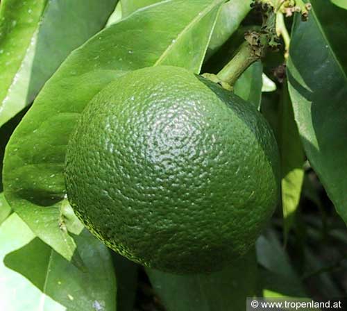 Orange - Citrus sinensis